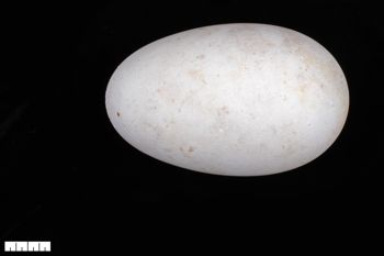 Media type: image;   Ornithology 357806 Description: Photograph of specimen: Egg.;